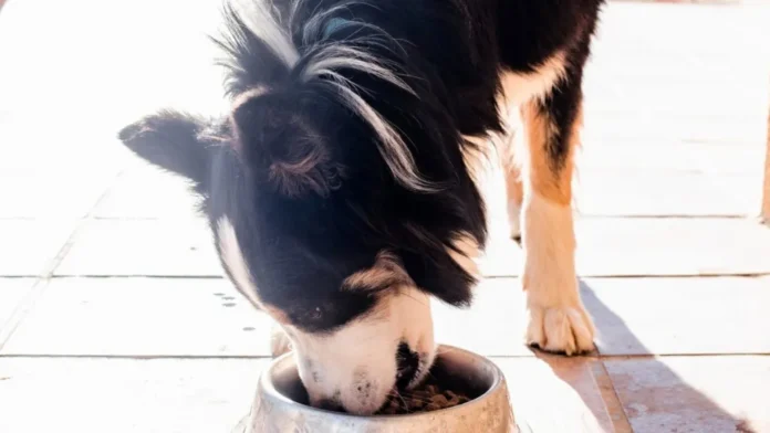 Everything You Need to Know About Ranch Dog Food