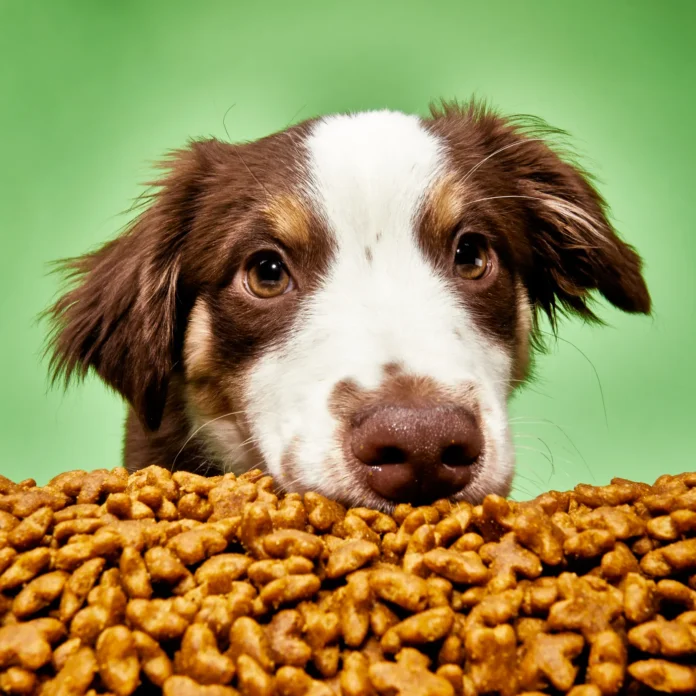 The Ultimate Guide to Feeding Your Dog Giants
